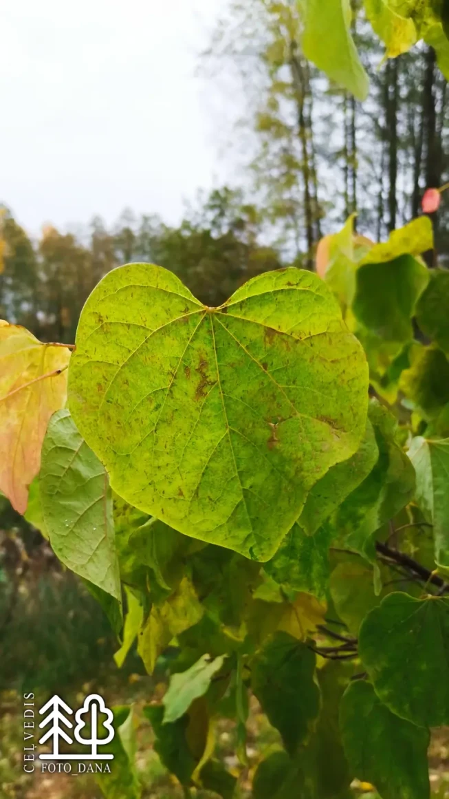 Cercis canadensis